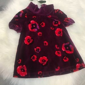 Tahari Baby velvet dress. 18M
